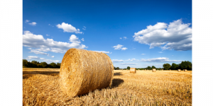 Armes Land